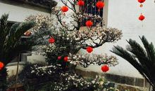 奶奶家的院子_500字