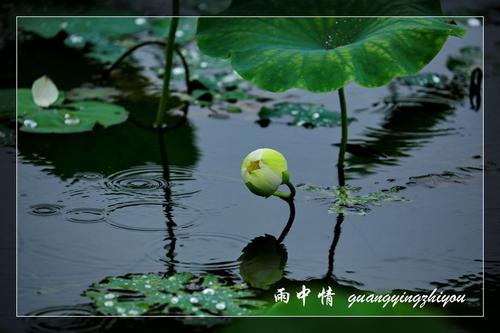 爱在雨中_900字