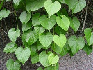 绿色到处_50字