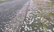 [春天来了]秀山上的春天_650字