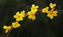 [春天来了]游桃花山_700字