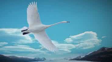 我不是swan_700字