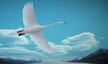 我不是天鹅_700字