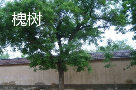 刺槐树_450个单词