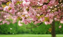 桃花依然笑春风_1200字