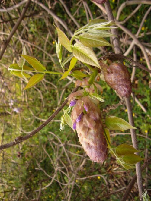 [春天来了]紫藤在spring_1200个单词中