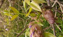 [春天来了]春天里的紫藤萝_1200字