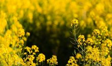 [春天来了]那漫山遍野的油菜花_750字