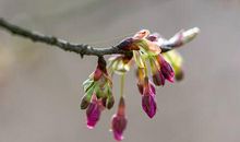 [春天来了]在春天里遇见未来的自己_1000字