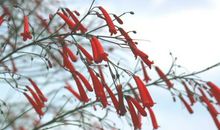 美丽的世界_150字