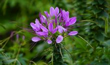 不知名的花_150字