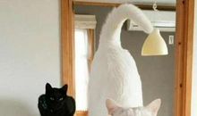 黑猫和白猫_550字