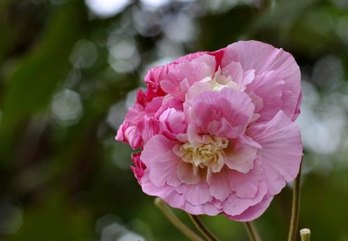 芙蓉花_900字