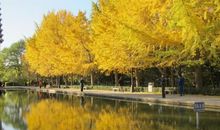 临沮公园的秋色_400字