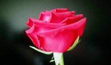 一朵玫瑰花_550字