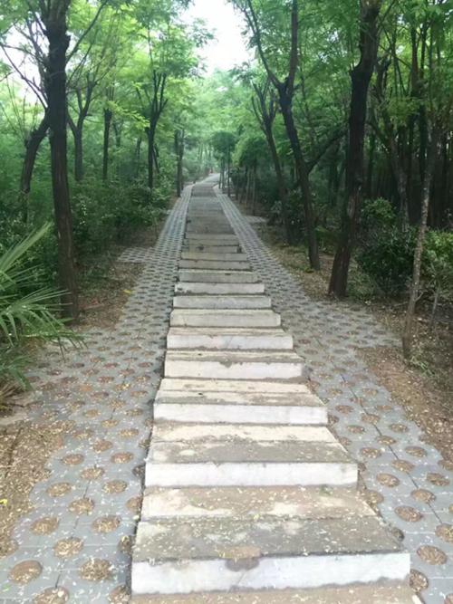 刺槐树_550个单词