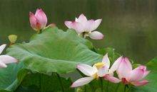 夏天的荷花_900字