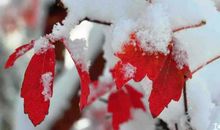 关于立冬的作文：立冬了_900字