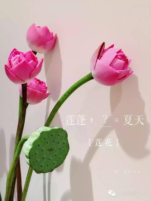 仲夏夜之莲_1200字