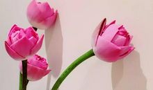 仲夏夜之荷_1200字