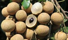 关于水果的作文：龙的水果——龙眼_650字