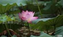 我喜欢荷花_500字