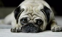 我的哈巴狗朋友_400字