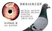 想当冠军的灰鸽