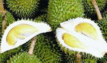 关于水果的作文：水果之王—榴莲_600字