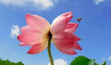 关于荷花的作文：荷花池_300字