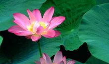 美丽的荷花_600字