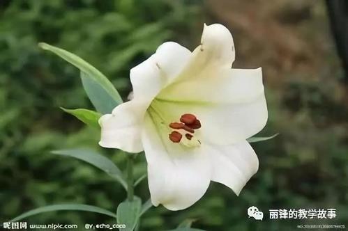 看完《百合花》 _650字