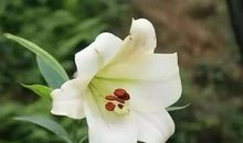 《百合花开》读后感_650字