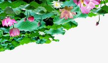 关于荷花的作文：家乡的荷花池_150字