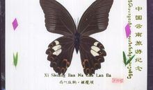 一对特殊的蝴蝶标本_900字