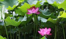 关于荷花的作文：夏天的荷花_150字