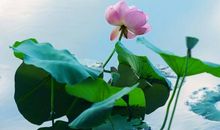 关于荷花的作文：风中赏荷花_600字