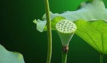 纯洁的荷花_650字