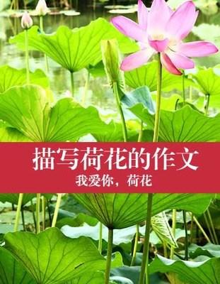 关于荷花的构图：荷花赞美_550字