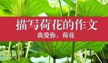 关于荷花的作文：荷花赞_550字