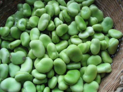 为什么蚕豆会张大嘴巴