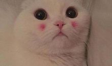 可爱的小猫_450字