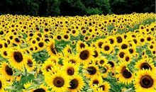 窗台那盆向日葵（1）（破裂篇）_900字