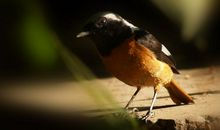 老虎杀生的理由