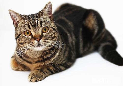 猫的原因