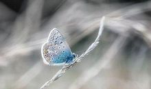 初二话题作文：你可以作茧自缚，也可以破茧成蝶_550字