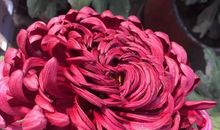 桑子，紫衬衣_450字