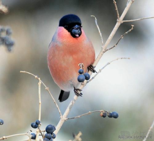 小灰雀，我期待你的回车_550字