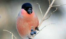 小灰雀，我盼你归来_550字