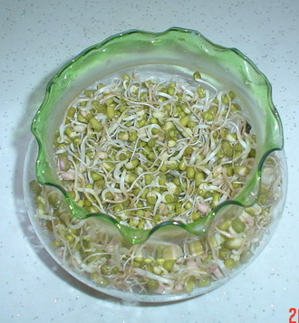 绿豆变成豆芽_1500字